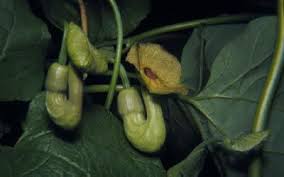 Image result for Aristolochiaceae