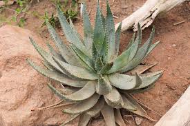 Image result for Aloe aculeata × ortholopha
