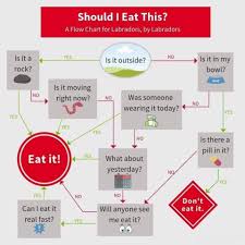 The Book Of Barkley Should I Eat This A Labrador Flowchart