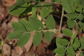 Image result for Indigofera schimperi