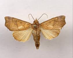 Image result for Aristida mollissima