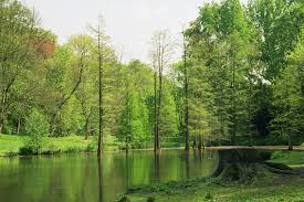 Mit dem weggang der familie von romberg erwarb die stadt dortmund im jahr 1922 den park und verlegte den schon bestehenden botanischen garten aus. Botanischer Garten Rombergpark Wikipedia