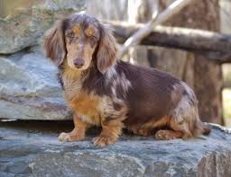 Chocolate with tan points permits long haired dachshund. Pros And Cons Of Owning A Dapple Dachshund Healthy Homemade Dog Treats