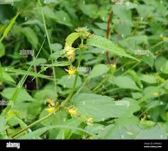 Image result for Triumfetta pentandra