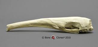 Image Result For Anteater Skull Giant Anteater Skull And Bones Animal Skulls