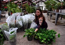 Maybe you would like to learn more about one of these? New Baack S Owners Adding Wine Beer Option With Flower Delivery