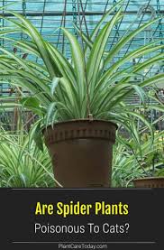 15 cat safe plants that are easy to look after! Are Spider Plants Poisonous To Cats Learn Which Parts Of The Spider Plant Are Poisonous Or Toxic The Symptoms Caused And H Spider Plants Plants Catnip Plant
