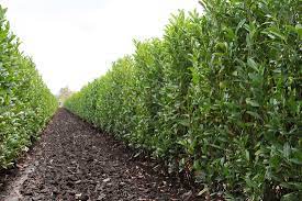 Maybe you would like to learn more about one of these? Hedges Shrubs For Shade Hedges That Grow In Shade