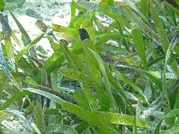 Image result for Thalassia hemprichii