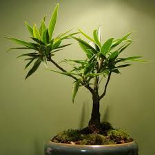 We did not find results for: Une Plante Sans Lumiere C Est Possible Ooreka