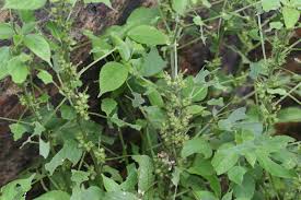 Image result for Acalypha ciliata