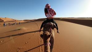 A camel caravan is a group of domestic camels led by a few people. Shutterstock