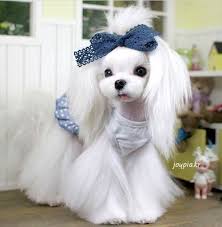 The type of coat can affect grooming requirements. Korean Dog Grooming Near Me Cheap Buy Online