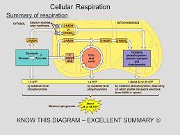 Maybe you would like to learn more about one of these? Lecture 3 Outline Ch 9 10 I Recap Of Glycolysis Coenzyme Junction Ii Cellular Respiration Continued A Citric Acid Cycle Aka Krebs Tca Cycle B Ppt Download