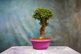 Image result for Boscia filipes