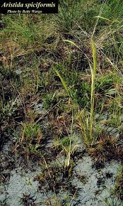 Image result for Aristida