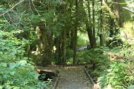 We did not find results for: South Sound Hike The Mclane Creek Nature Trail Pond Loop