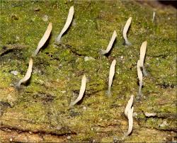 Image result for Multiclavula mucida