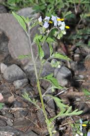Image result for Solanum cyaneopurpureum