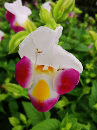 Image result for Torenia thouarsii