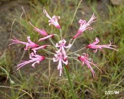 Nerine Filamentosa Amaryllis Perennials Lilium