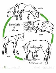 Color The Life Cycle Horse Worksheet Education Com Animal Life Cycles Life Cycles Cycle For Kids