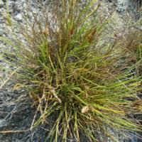 Image result for Pycreus xantholepis