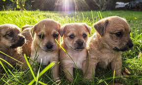 National rescue dog day was founded by tails that teach, inc. 5 Fun Facts About Puppies For National Puppy Day March 23 Farmers Almanac