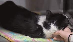 This Zombie Cat Came Back From The Dead And No One Knows How He Did It Zombie Cat Amazing Animal Stories Cats