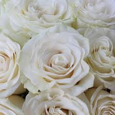 An arrangement of flowers is a wonderful way to lift a patient's spirits and a constant reminder that. 410 A Rose By Any Other Name Ideas Rose Flowers Rose Varieties