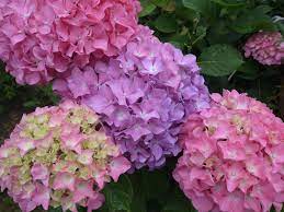 The Ultimate Guide To Properly Pruning Hydrangeas Sunset Magazine Planting Hydrangeas Hydrangea Care When To Plant Hydrangeas