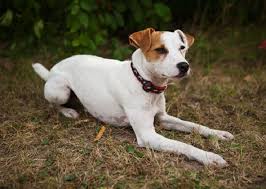 Small Short Haired Dog Breeds Images All Dog Breeds Dog Breeds Dog Activities Jack Russell