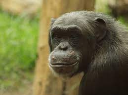 Do Wild Animals Get Allergies Too Questions Naked Scientists