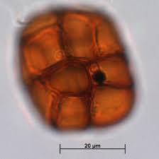 Image result for Adenodolichos