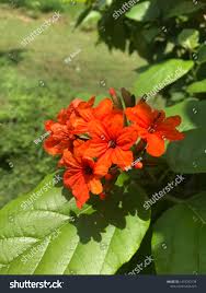 Image result for Pisonia