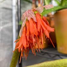 Image result for Scadoxus cinnabarinus