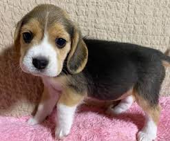 Just like human babies, new pet parents also face a similar predicament 'what to name their new furry baby'. 500 Most Popular Beagle Names For 2021 K9 Web