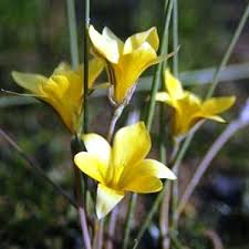 Image result for Romulea camerooniana