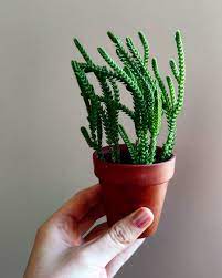 But before you make this decision, dive in below to and learn all that there is about it. Watch Chain Succulent Crassula Muscosa