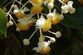 Image result for Calophyllum inophyllum