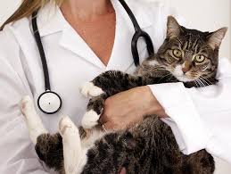 It is also one of the deadliest diseases in the unvaccinated cat population. Cat Kitten Vaccination Schedule Petfinder