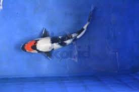 Lihat dahulu tentang ketetapan suhu serta tingkat kekeruhan di dalam air. Jual Ikan Koi Murah Bekasi