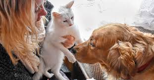 Another dangerous infection that cat fleas can carry is tapeworm. Fleabites Symptoms And Treatments