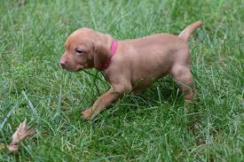 Check spelling or type a new query. 3 Week Old Vizsla Puppies Novocom Top