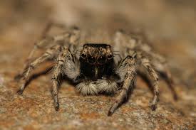 Image result for Nicolasia nitens