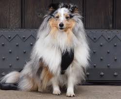 Step 6 hold one of the sheltie's feet in your hand and brush the hair back toward the leg. The Shetland Sheepdog What To Know About The Sheltie K9 Web