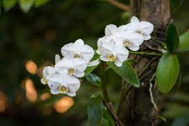 Orchids In Tropical Rainforest Visit The Tropical Rainforest Of Barron Gorge National Park With Skyrail And You Ll Be Treated To A Beauti Flora Bunga Anggrek