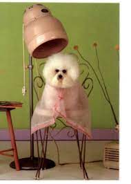 Tips On How You Can Become A Pet Groomer Dog Grooming Pet Groomers Dog Groomers