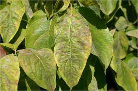 Butterfly bush leaves turning yellow with brown spots. 5 Diseases And Disorders Nc State Extension Publications