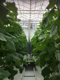 10 common plants poisonous to cats. Start Of Cucumber Trial At Pskw For The Further Development Of An Uv C Integrated Ipm Strategy Interreg Nwe